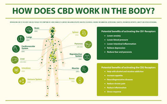 How does CBD work in the body?